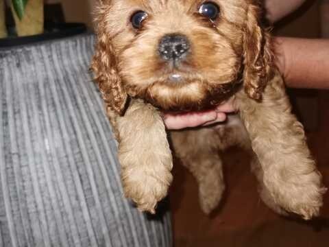 gumtree cavapoo puppies